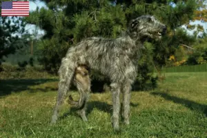 Read more about the article Deerhound-opdrættere og hvalpe i USA