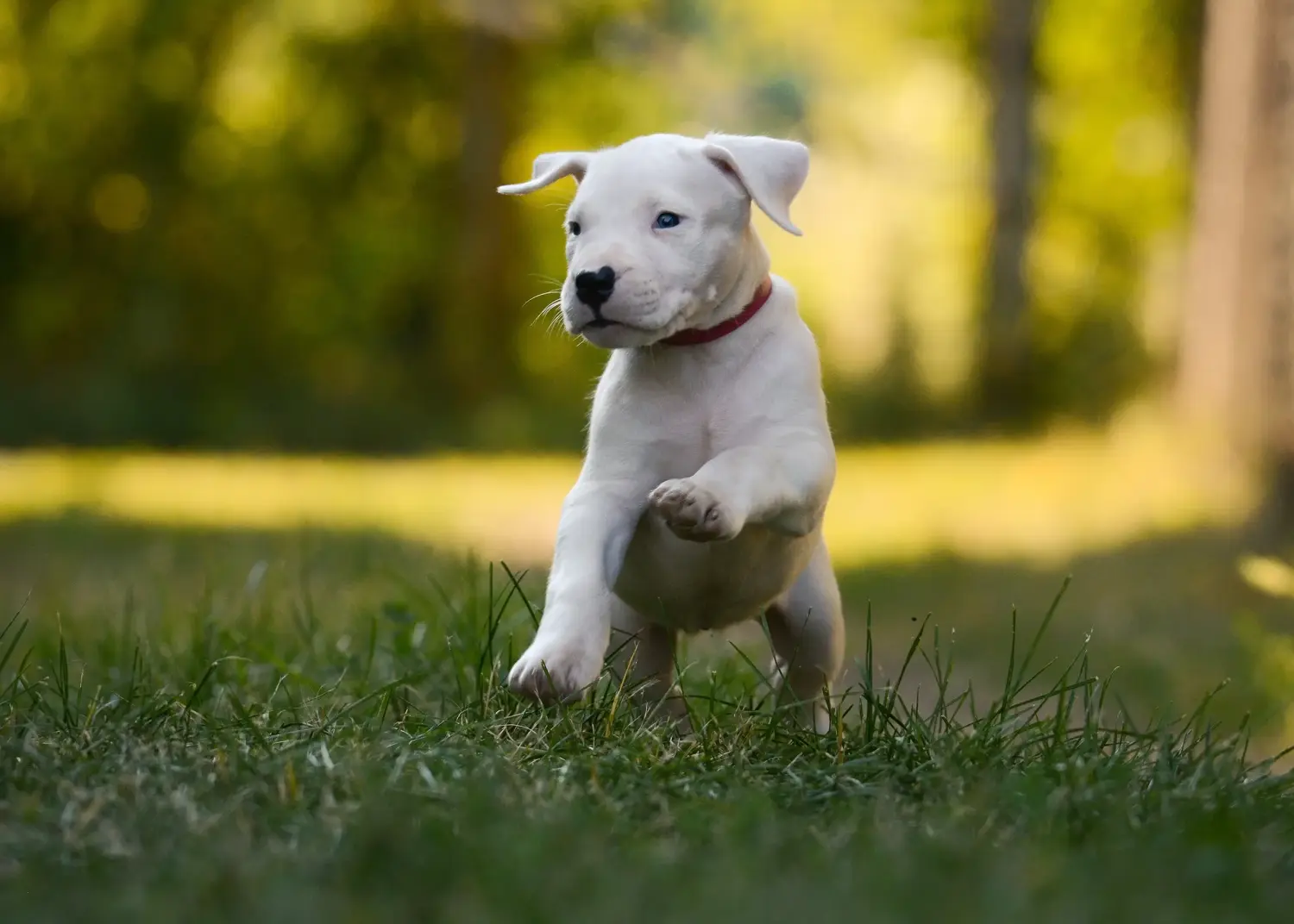 At købe en Dogo Argentino-hvalp betyder at tage ansvar! Køb Dogo Argentino hvalpe.
