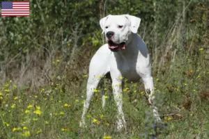 Read more about the article Dogo Argentino opdrættere og hvalpe i USA