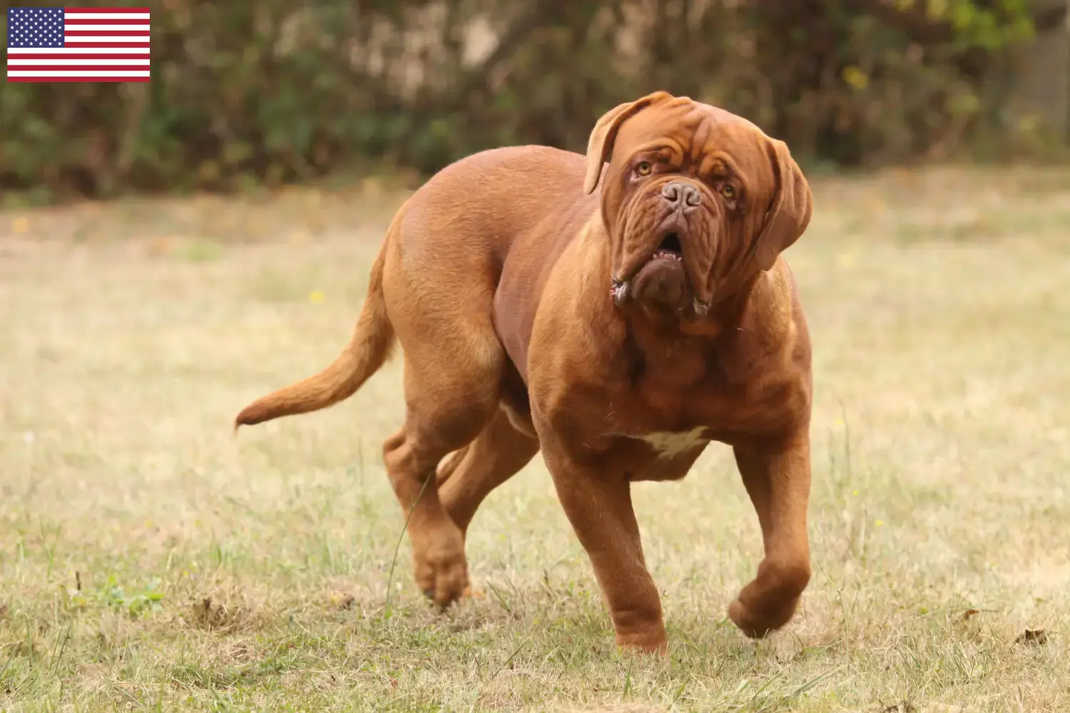 Read more about the article Dogue de Bordeaux opdrættere og hvalpe i USA