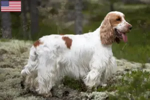 Read more about the article Engelsk Cocker Spaniel opdrættere og hvalpe i USA