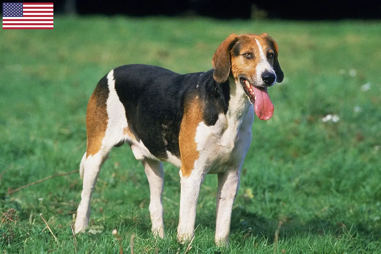 Engelsk Foxhound hvalpe og opdrættere USA Find opdrættere af engelske foxhounds i USA her.
