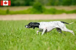Read more about the article Opdrættere og hvalpe af engelsk pointer i Canada
