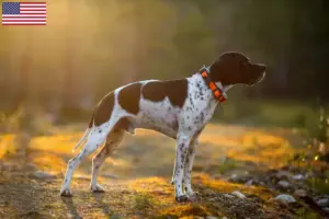 Read more about the article Opdrættere og hvalpe af engelsk pointer i USA