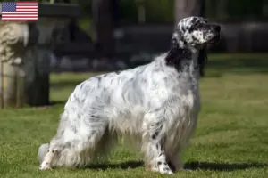 Read more about the article Engelsk setter opdrættere og hvalpe i USA
