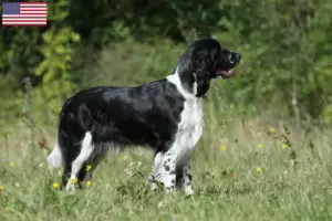 Read more about the article Engelsk Springer Spaniel opdrættere og hvalpe i USA