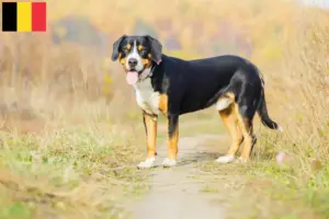 Read more about the article Entlebuch bjerghundeopdrætter og hvalpe i Belgien