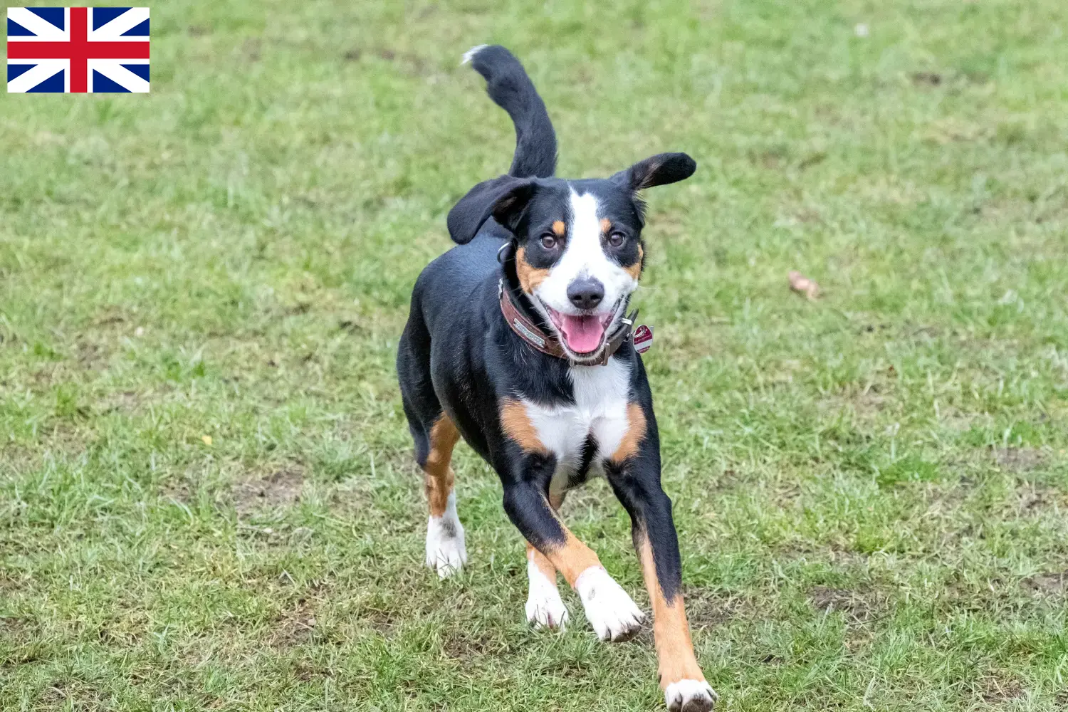 Entlebuch bjerghundehvalpe og opdrættere Storbritannien Her kan du finde opdrættere af Entlebucher Sennenhunde i Storbritannien.