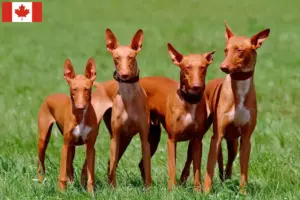Read more about the article Pharaoh Hound-opdrættere og hvalpe i Canada