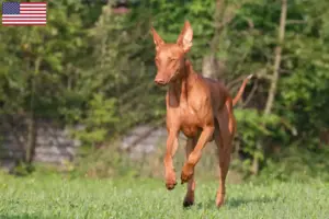 Read more about the article Faraohundeopdrættere og hvalpe i USA