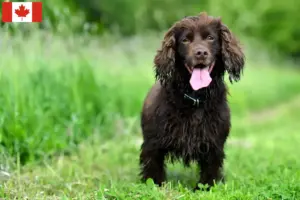 Read more about the article Field Spaniel-opdrættere og hvalpe i Canada