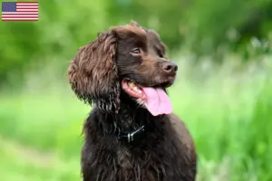 Read more about the article Field Spaniel-opdrættere og hvalpe i USA