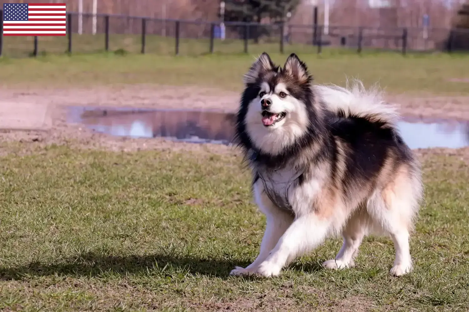 Read more about the article Finske lapphundeopdrættere og hvalpe i USA