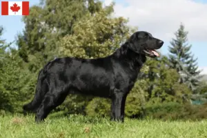 Read more about the article Flat Coated Retriever opdrættere og hvalpe i Canada