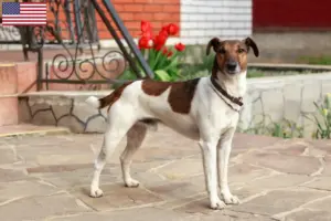 Read more about the article Fox Terrier-opdrættere og hvalpe i USA