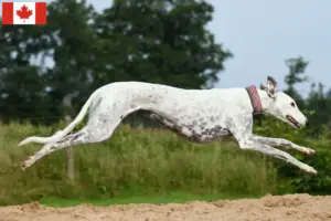 Read more about the article Greyhound-opdrættere og hvalpe i Canada