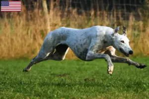 Read more about the article Greyhound-opdrættere og hvalpe i USA