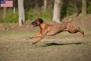 Read more about the article Hannoverscher Schweißhund opdrættere og hvalpe i USA