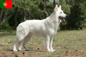 Read more about the article Hvid schweizisk hyrdehundeopdrætter og hvalpe i Portugal