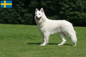 Read more about the article Hvide schweizerhundeopdrættere og hvalpe i Sverige