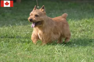 Read more about the article Irish Glen of Imaal Terrier Opdrættere og hvalpe i Canada