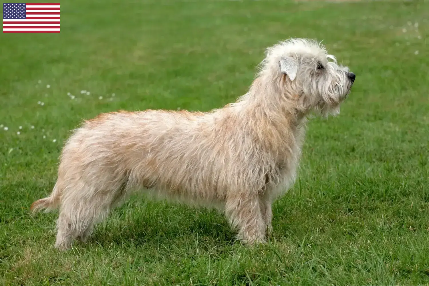 Read more about the article Irish Glen of Imaal Terrier Opdrættere og hvalpe i USA