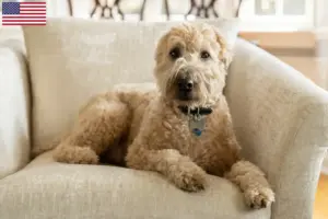 Read more about the article Irsk Soft Coated Wheaten Terrier Opdrættere og hvalpe i USA