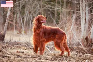 Read more about the article Irish Red Setter opdrættere og hvalpe i USA