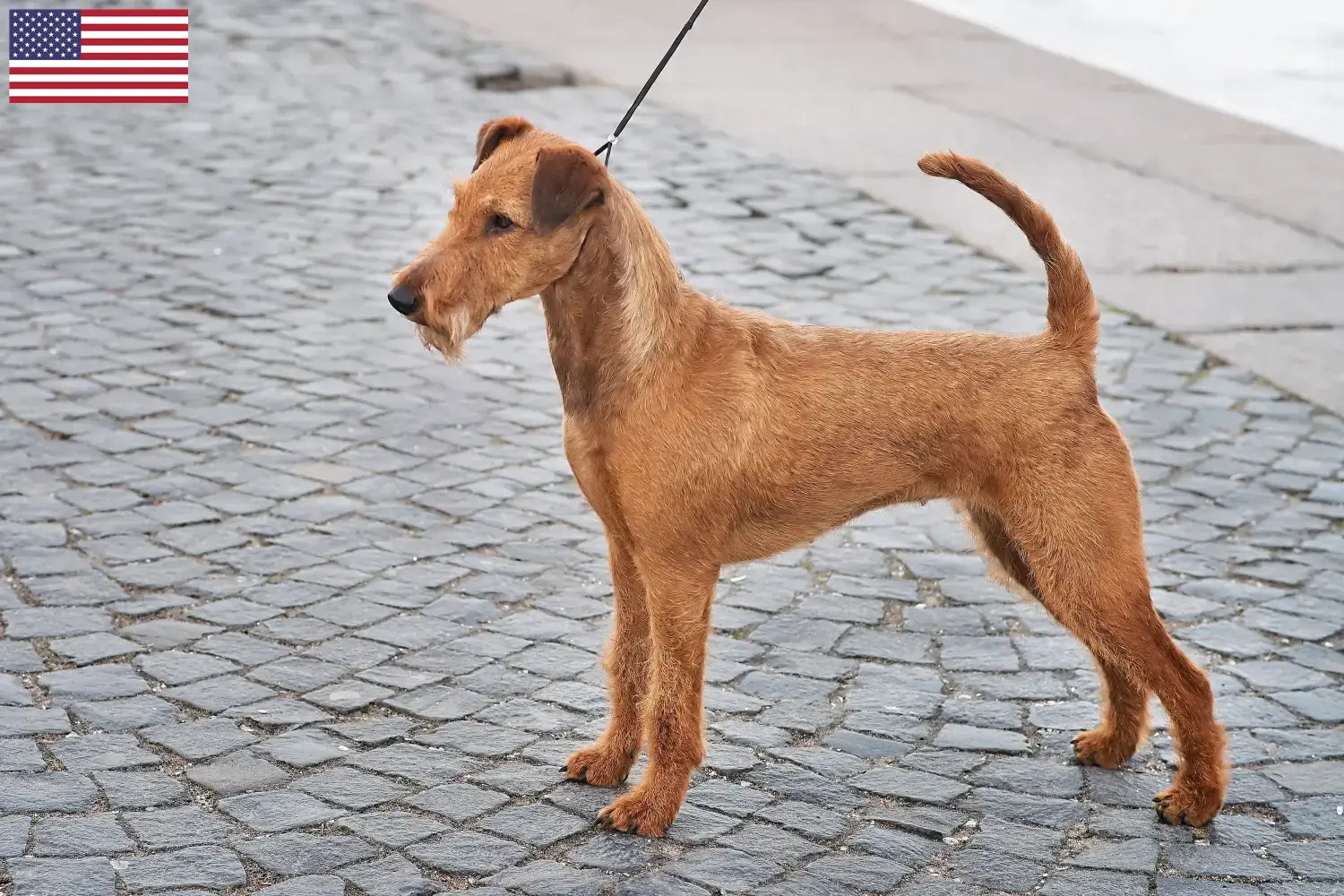 Read more about the article Irsk terrier opdrættere og hvalpe i USA
