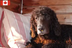 Read more about the article Irish Water Spaniel opdrættere og hvalpe i Canada