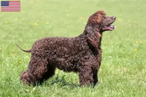 Read more about the article Irish Water Spaniel opdrættere og hvalpe i USA