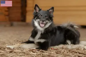 Read more about the article Islandske hundeopdrættere og hvalpe i USA