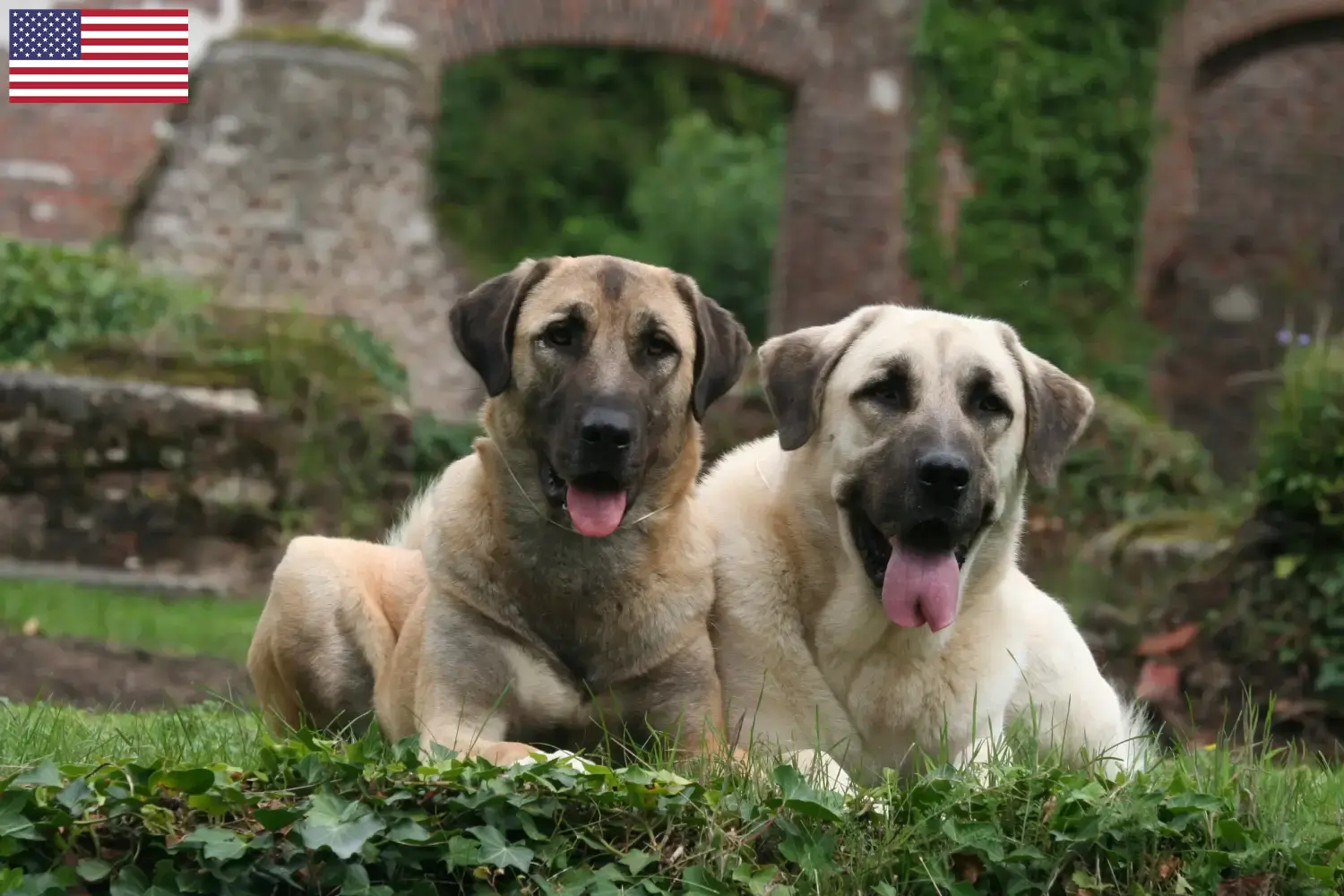 Read more about the article Kangal opdrættere og hvalpe i USA