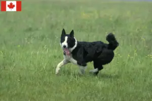 Read more about the article Karelsk bjørn Hundeopdrættere og hvalpe i Canada