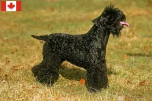 Read more about the article Kerry Blue Terrier opdrættere og hvalpe i Canada