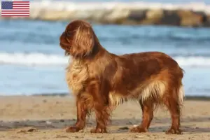 Read more about the article King Charles Spaniel opdrættere og hvalpe i USA