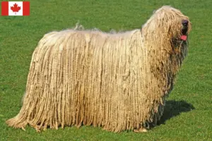Read more about the article Komondor-opdrættere og hvalpe i Canada