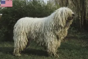 Read more about the article Komondor-opdrættere og hvalpe i USA