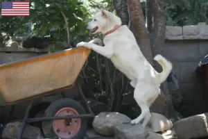 Read more about the article Korea Jindo hundeopdrættere og hvalpe i USA