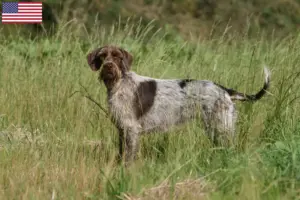 Read more about the article Korthals Griffon opdrættere og hvalpe i USA