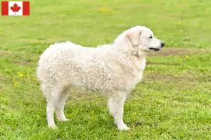 Read more about the article Kuvasz-opdrættere og hvalpe i Canada