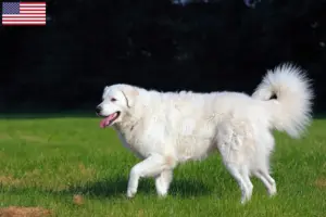 Read more about the article Kuvasz-opdrættere og hvalpe i USA