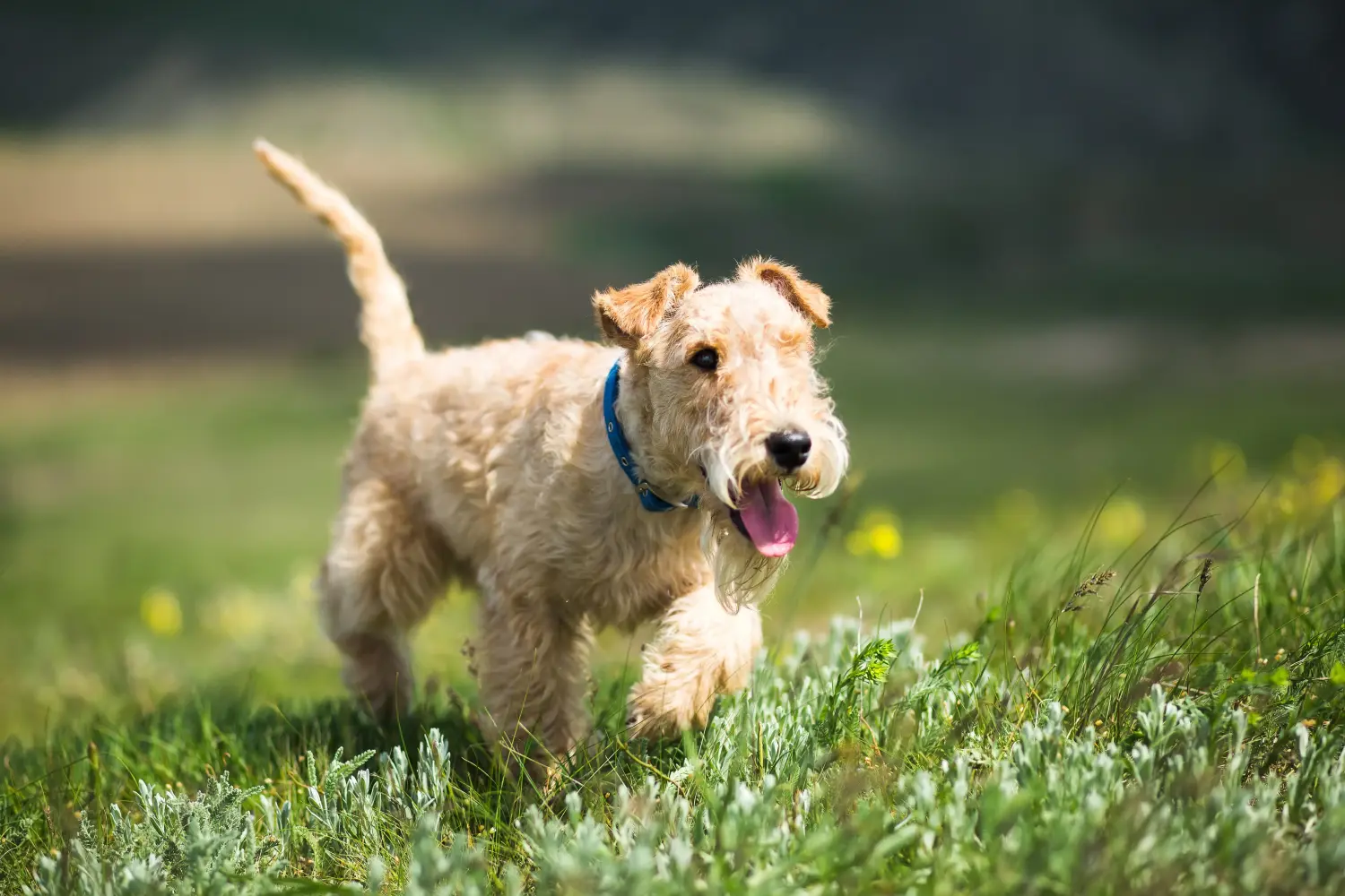 At købe en Lakeland Terrier-hvalp betyder at tage ansvar! Køb Lakeland Terrier hvalpe.