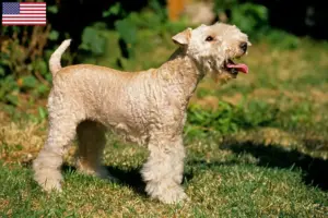 Read more about the article Lakeland Terrier opdrættere og hvalpe i USA
