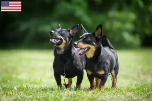Read more about the article Lancashire Heeler opdrættere og hvalpe i USA