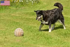 Read more about the article Lappiske rensdyrhundeopdrættere og hvalpe i USA