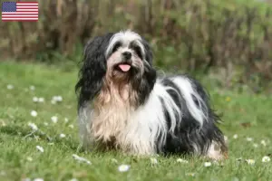 Read more about the article Lhasa Apso-opdrættere og hvalpe i USA