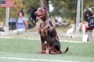 Read more about the article Louisiana Catahoula Leopard hundeopdrættere og hvalpe i USA