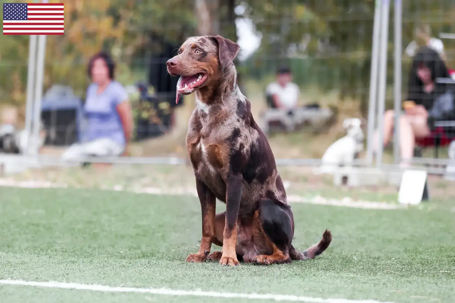 Read more about the article Louisiana Catahoula Leopard hundeopdrættere og hvalpe i USA