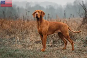 Read more about the article Magyar Vizsla-opdrættere og hvalpe i USA